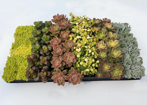 Succulent 'Premium Collection D'