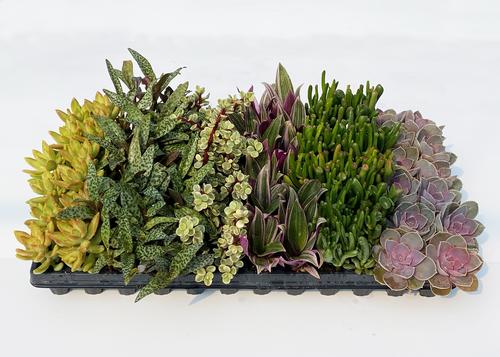 Succulent 'Premium Collection E'