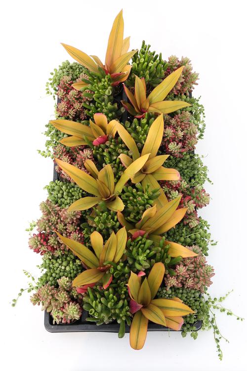 Succulent 'Premium Mini Pot Collection F'