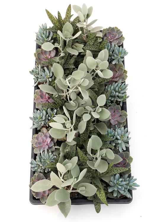 Succulent 'Premium Mini Pot Collection G'