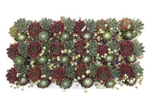 Sempervivum Chick CharmsĀ® Trio Berries and Cream™