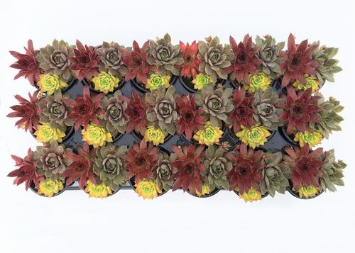Sempervivum Chick CharmsĀ® Trio Candied Campfire™