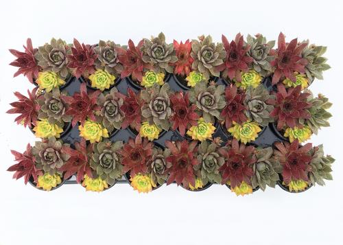 Sempervivum Chick Charms® 'Trio Candied Campfire™'