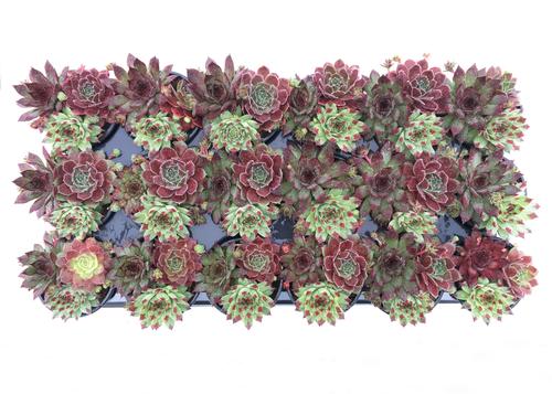 Sempervivum Chick Charms® 'Trio Cherry Cordial™'