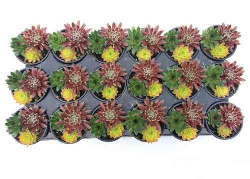 Sempervivum Chick Charms® 'Trio Honeycrisp Twist™'