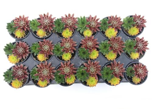 Sempervivum Chick Charms® 'Trio Honeycrisp Twist™'