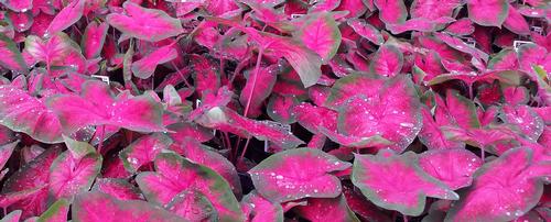 Caladium 'Best Pink'