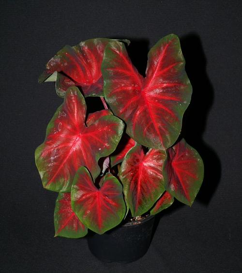 Caladium 'Best Red'