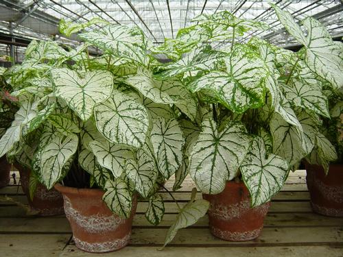 Caladium 'Best White'