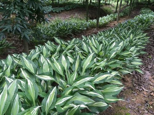 Hosta 'Snake Eyes'