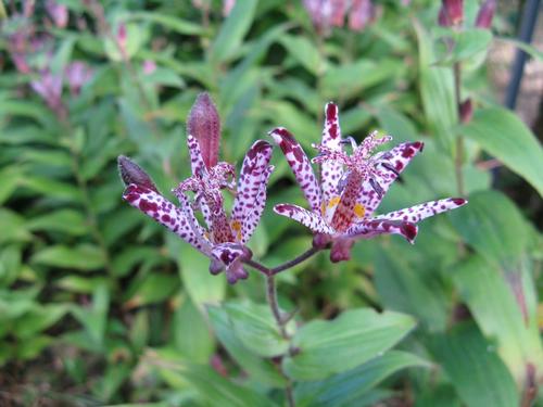 Tricyrtis 'Sinonome'