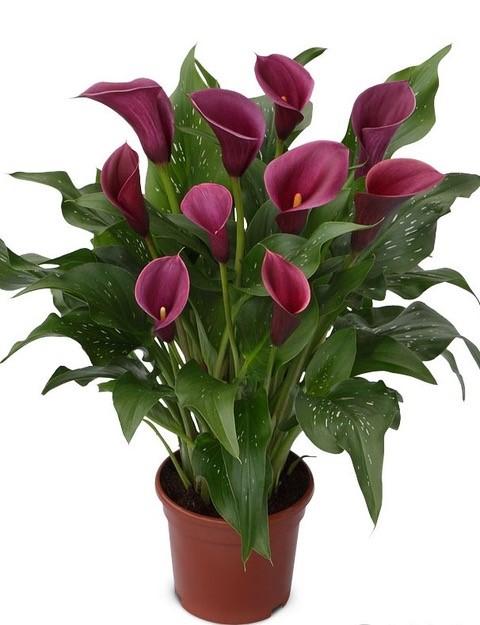 Calla 'Purple Spirit®'