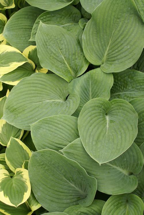 Hosta 'Bressingham Blue'