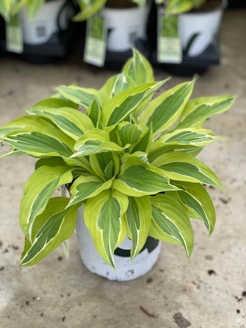 Hosta 'Yellow Polka Dot Bikini'