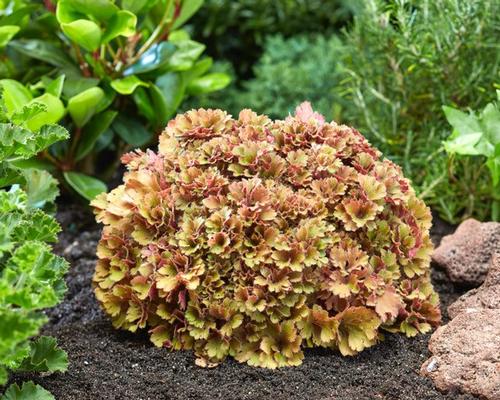 Heuchera 'Frilly'