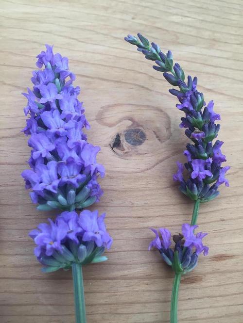 Lavandula x intermedia 'Sensational'