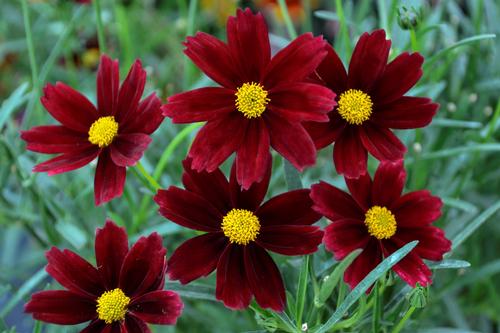 Coreopsis 'Li'l Bang™ Red Elf'