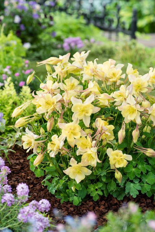 Aquilegia Earlybird™ Yellow