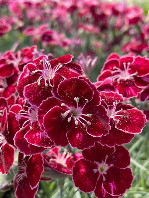 Dianthus 'Mountain Frost™ Ruby Glitter'