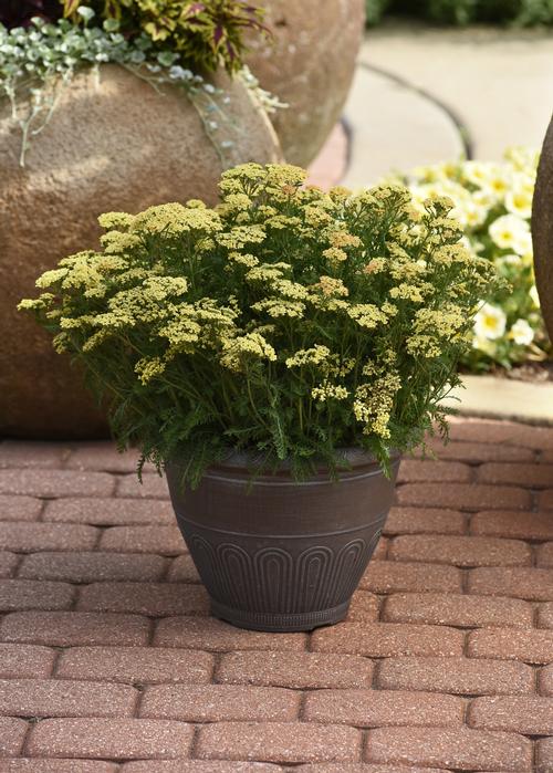 Achillea millefolium 'Milly Rock™ Yellow'