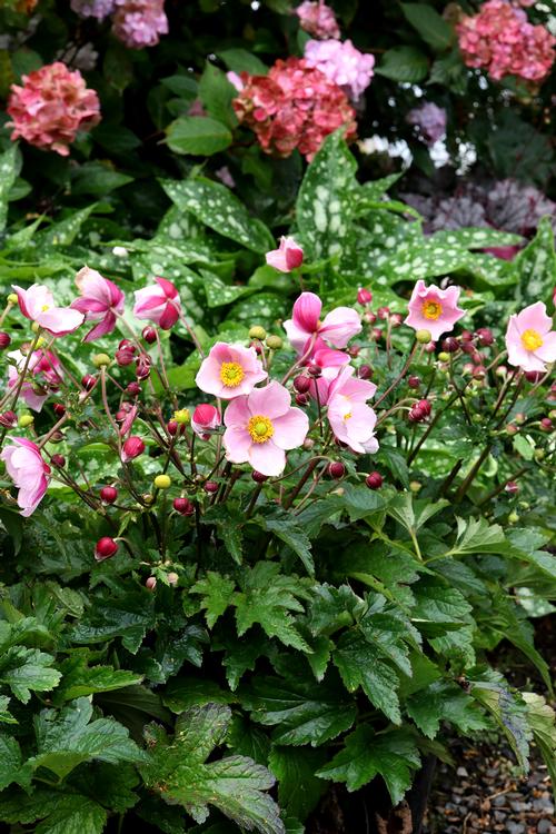 Anemone 'SATIN DOLL™ Blush'