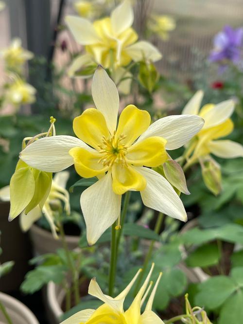 Aquilegia caerulea 'Origami Yellow'