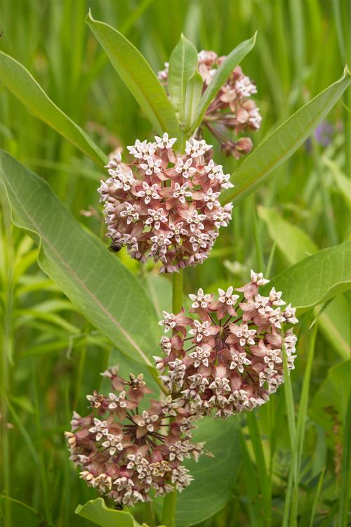 Asclepias syriaca 