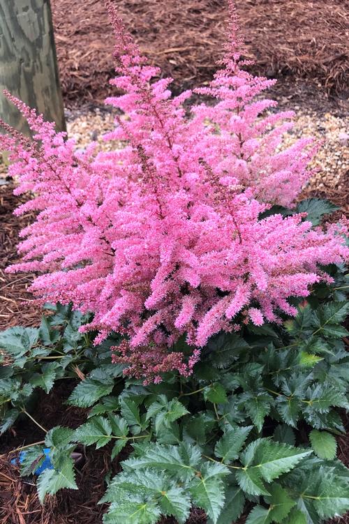 Astilbe arendsii 'Razzle Dazzle®'