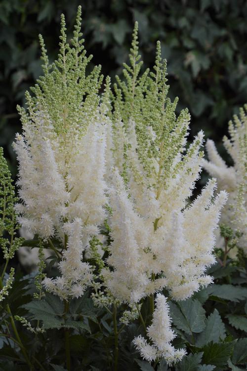 Astilbe chinensis 'Lowlands White'