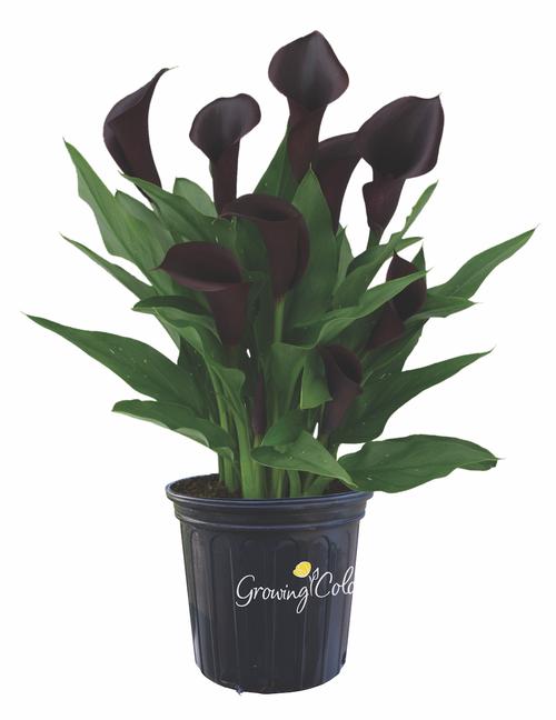 Calla 'Dallas®'