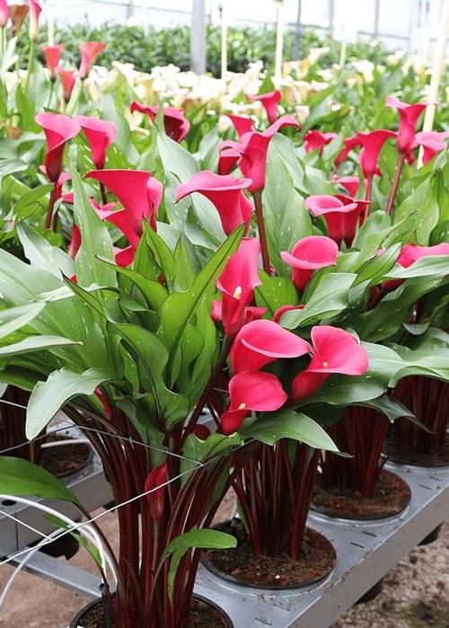 Calla 'Passoa®'