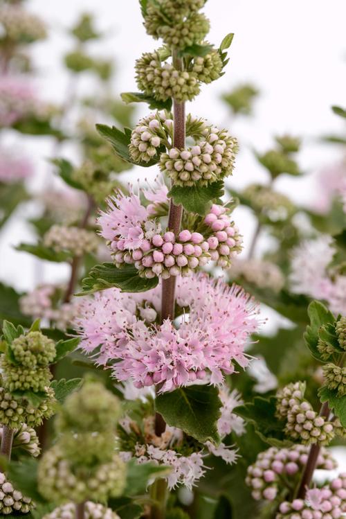 Caryopteris incana 'Pavilion™ Pink'
