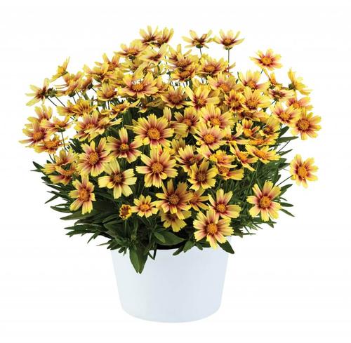 Coreopsis grandiflora Solanna™ Sunset Burst