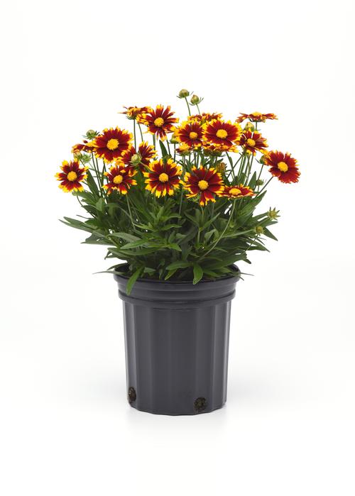 Coreopsis 'Uptick™ Red'