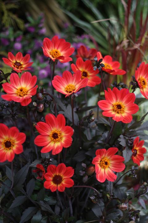 Dahlia 'Happy Single® Flame'