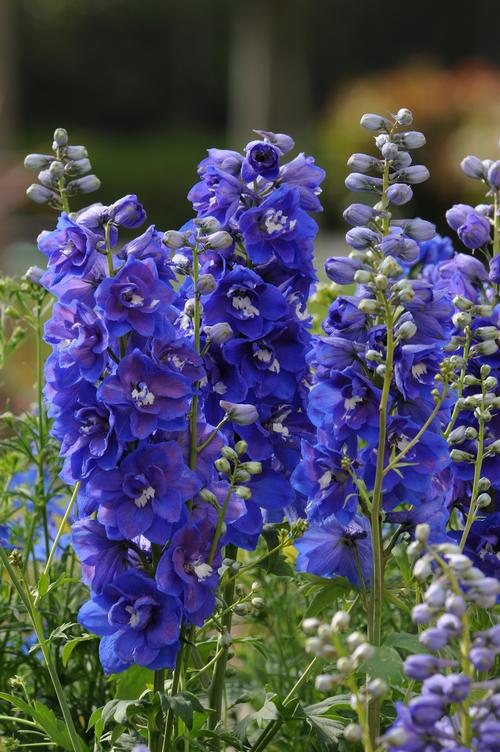 Delphinium elatum 'Dasante Blue'