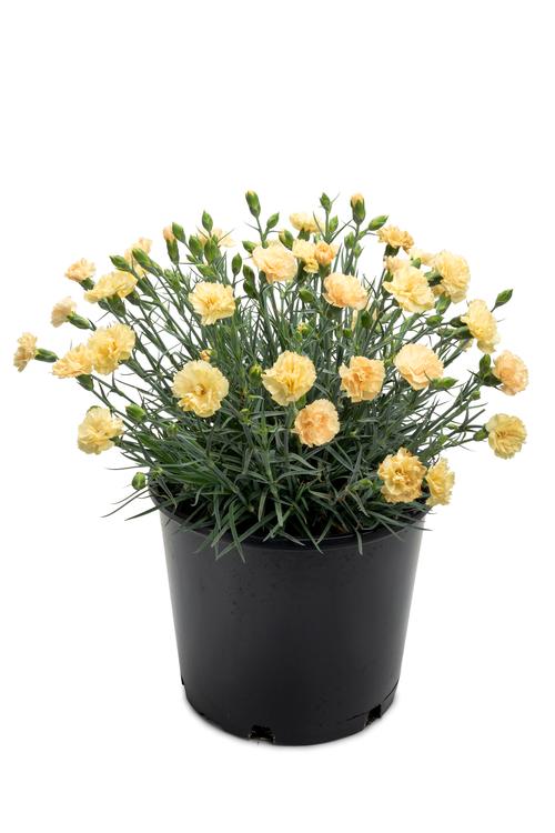 Dianthus 'Hello Yellow'