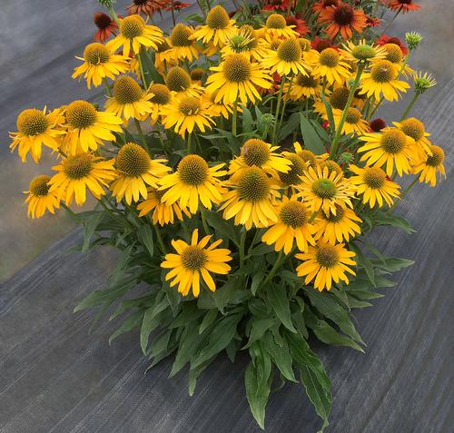 Echinacea 'KISMET®Yellow'