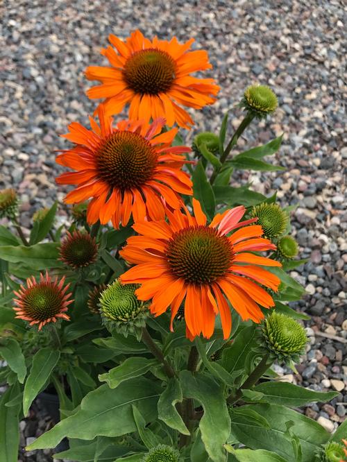 Echinacea 'PRIMA™ Saffron'