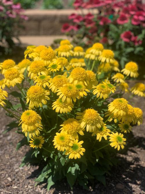 Echinacea 'SUNNY DAYS™ Lemon'