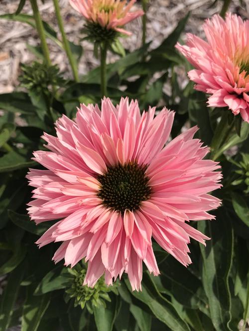 Echinacea 'SunSeekers Salmon'