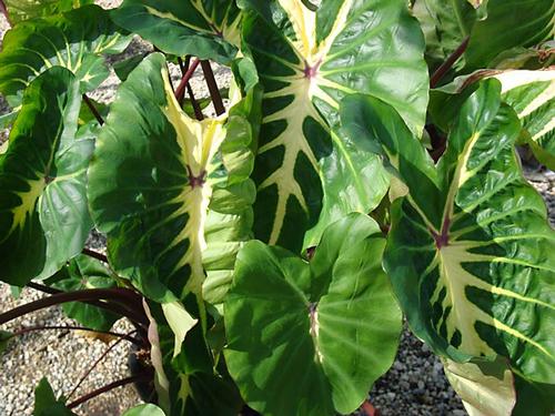 Elephant Ears - Colocasia 'Royal Hawaiian® White Lava'