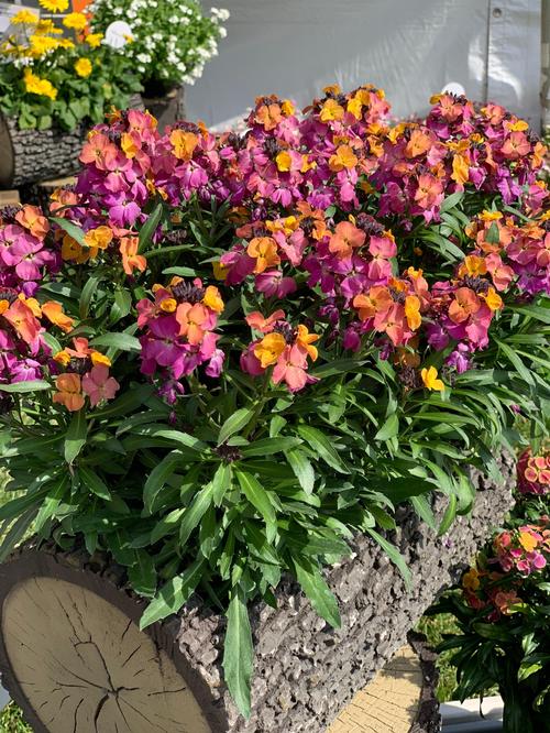 Erysimum linifolium 'Erysistible™ Sunset'