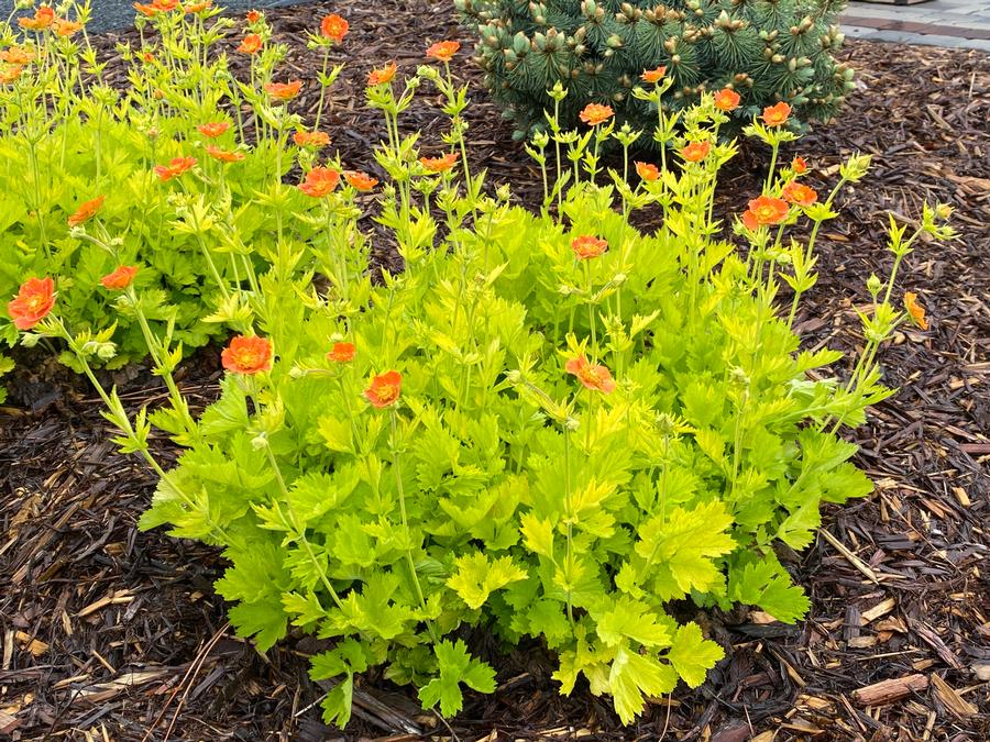 Geum Sunkissed Lime