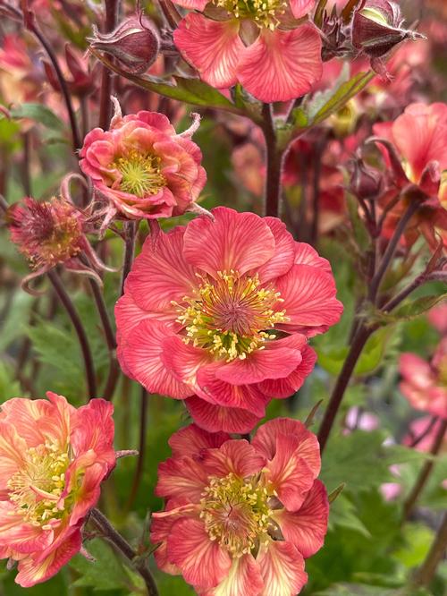 Geum 'TEMPO™ Rose'