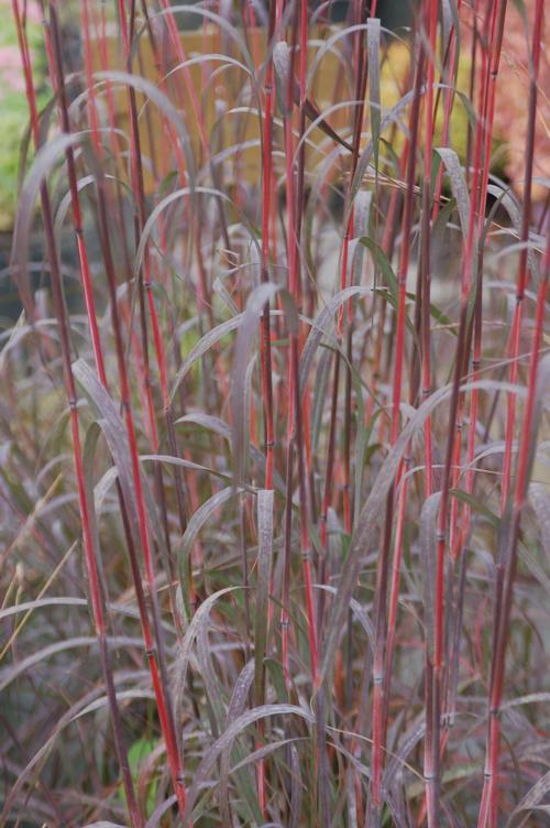 Andropogon gerardii 'Holy Smoke'