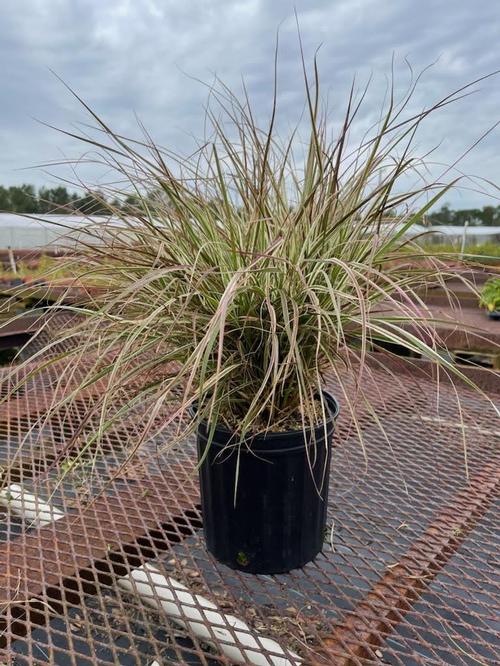 Pennisetum setaceum 'Cherry Sparkler'