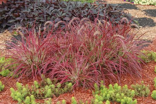 Pennisetum setaceum 'Fireworks'