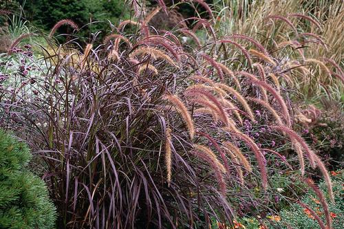 Pennisetum setaceum 'Rubrum'