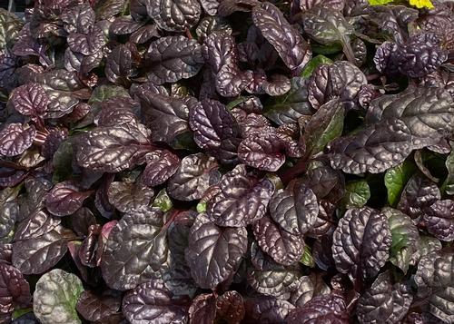Ajuga 'Feathered Friends™ Fierce Falcon'